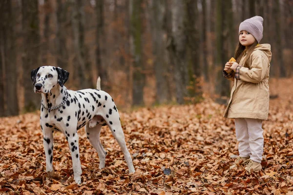 girl with a Dalmatian dog in the autumn forest
