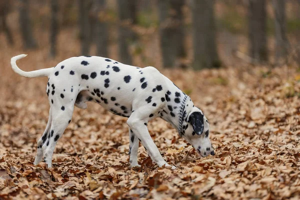 Dalmatiner Race Hund Close Efteråret Skov - Stock-foto