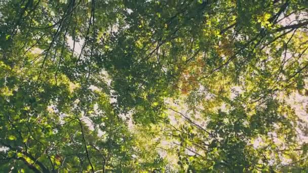 夏の若い緑の森を垂直に撃ち — ストック動画