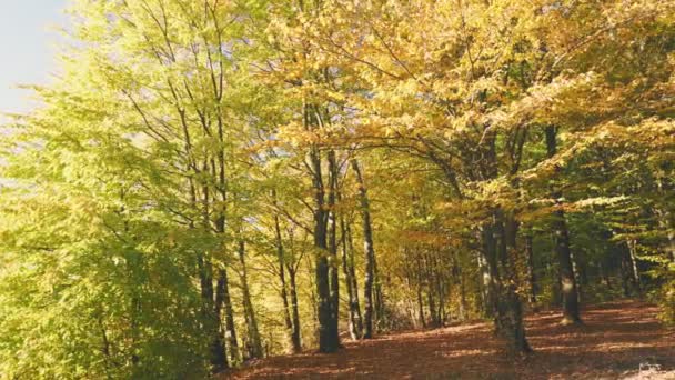 Φθινοπωρινό Δάσος Πεσμένα Φύλλα — Αρχείο Βίντεο