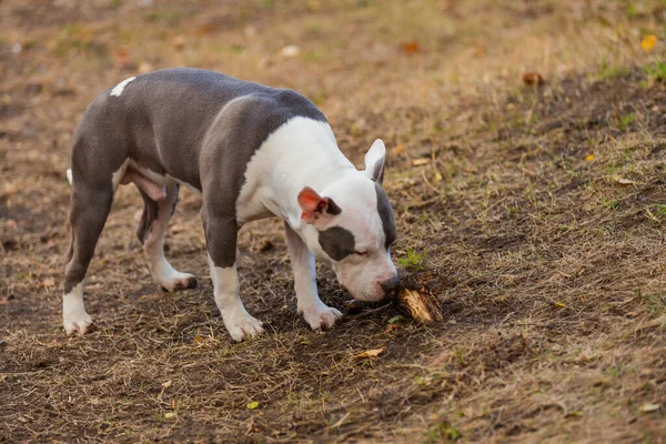 Pit Bull Puppy Playing Playground Close — Stockfoto