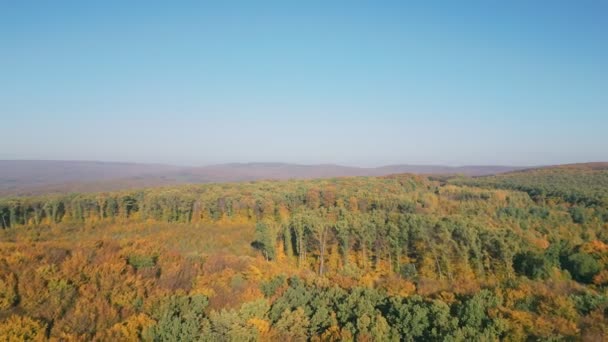 Φθινοπωρινή Θέα Δάσος Εναέρια Ηλιόλουστο Καιρό — Αρχείο Βίντεο