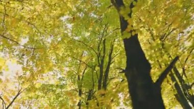 Düşen Yapraklarla Sonbahar Ormanı