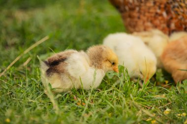 yellow little chickens walk on the grass, close-up