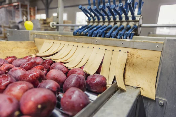 Seçme Sıralama Için Otomatik Bir Satırda Elmalar — Stok fotoğraf