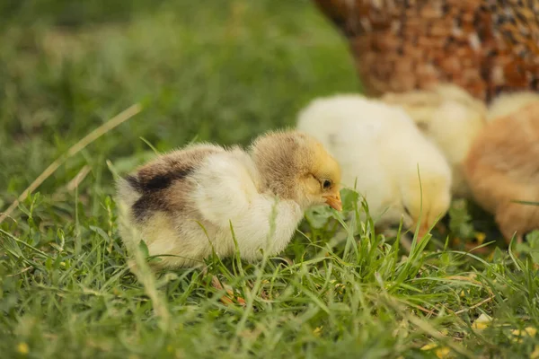 Yellow Little Chickens Walk Grass Close — Stok fotoğraf