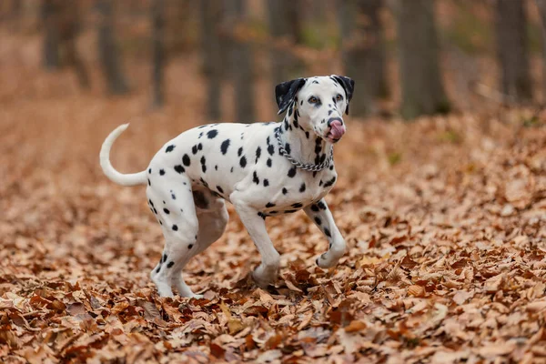 秋の森でのダルマチアの品種犬のクローズアップ — ストック写真