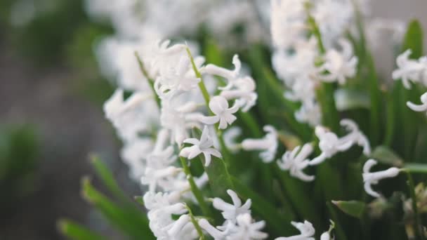 Flores Brancas Jacinto Close Com Profundidade Rasa Campo — Vídeo de Stock