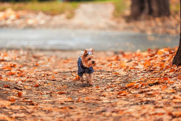 秋の公園を歩く服を着たヨークシャー テリア — ストック写真