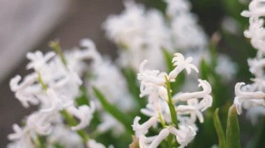 Beyaz sümbül çiçekleri sığ alan derinliği ile yakın plan