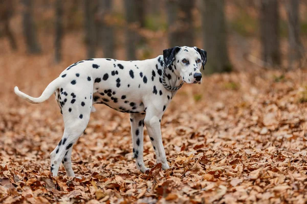 Dalmatiska Ras Hund Närbild Höstskogen — Stockfoto