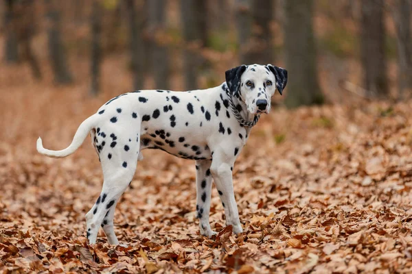 秋の森でのダルマチアの品種犬のクローズアップ — ストック写真