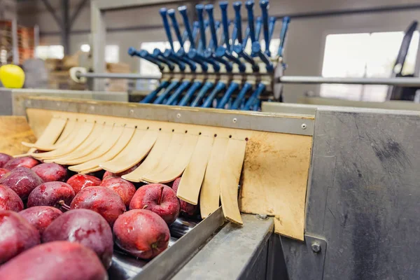 Seçme Sıralama Için Otomatik Bir Satırda Elmalar — Stok fotoğraf