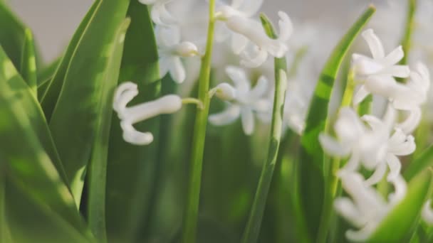 Biały Hiacynt Kwiaty Zbliżenie Płytkiej Głębokości Pola — Wideo stockowe