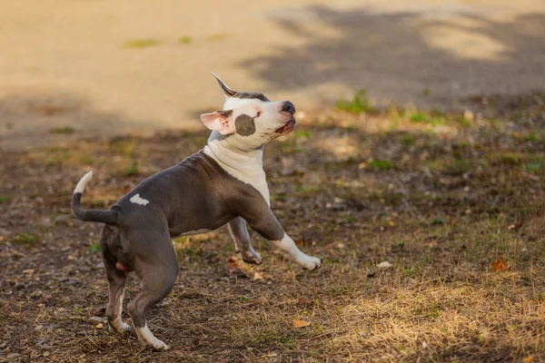 Pitbull Puppy Speelt Speelplaats Close — Stockfoto