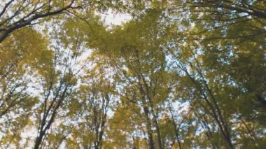 Aşağıdan gökyüzüne doğru çekilen ağaçlar