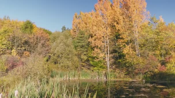 Sonbaharda Göl Sarı Ağaçların Arka Planında — Stok video