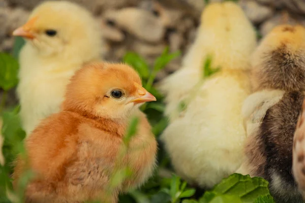 小鸡们站在绿草丛中的小鸡妈妈身边 — 图库照片