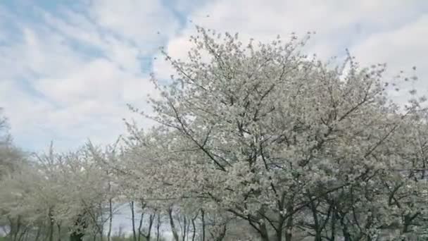 Cerisier Fleurs Contre Ciel — Video