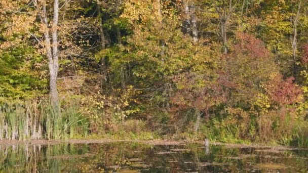 Λίμνη Φθινόπωρο Στο Φόντο Των Κιτρινισμένων Δέντρων — Αρχείο Βίντεο