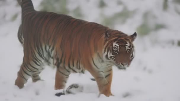Tygrys Spacerujący Śniegu Zbliżenie — Wideo stockowe