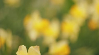 Birçok sarı nergis sığ alan derinliği ile kapanır.