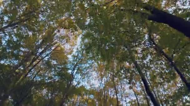 Κορυφές Δέντρων Χτυπημένες Από Κάτω Προς Τον Ουρανό — Αρχείο Βίντεο