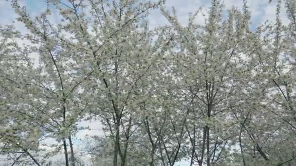 Квітуче Вишневе Дерево Небі — стокове відео