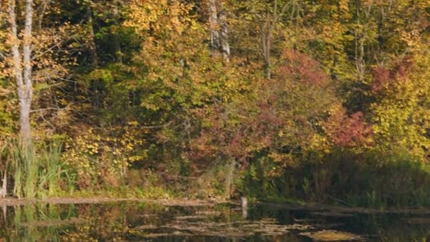 黄色の木々を背景に秋の湖は — ストック動画
