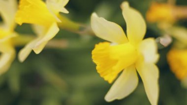 Birçok sarı nergis sığ alan derinliği ile kapanır.