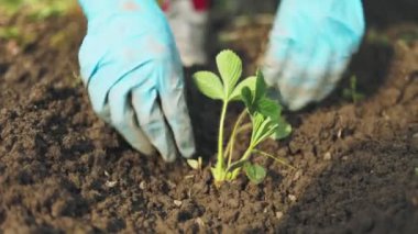 Çilek ekiyorum. Yakın plan.