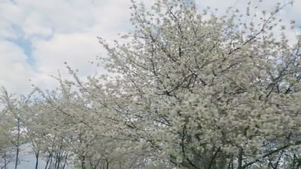 Blühender Kirschbaum Gegen Den Himmel — Stockvideo