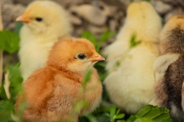Little Chicks Stand Mum Chicken Green Grass Stock Image