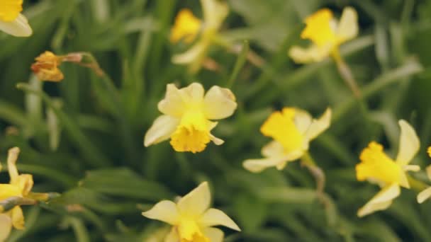 许多黄色的水仙花与浅层的田野紧密相连 — 图库视频影像
