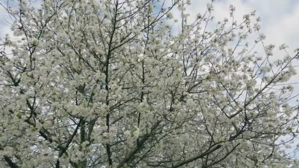Blossoming Cherry Tree Sky — Stock Video