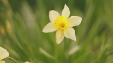 Birçok sarı nergis sığ alan derinliği ile kapanır.