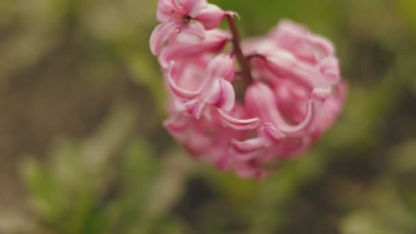 Close Shot Pink Hyacinth Shallow Depth Field — Stock Video