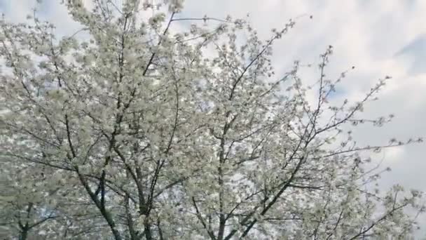 Árvore Cereja Florescente Contra Céu — Vídeo de Stock