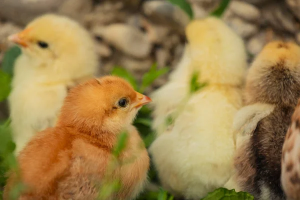 Kis Csibék Állnak Anyjuk Mellett Csirke Zöld Fűben — Stock Fotó