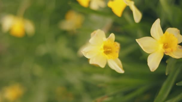 许多黄色的水仙花与浅层的田野紧密相连 — 图库视频影像