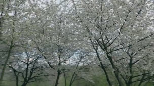 Virágzó Cseresznyefa Felé — Stock videók