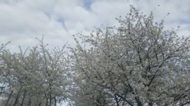 Gökyüzüne karşı çiçek açan kiraz ağacı