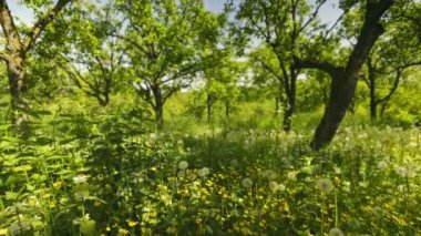 Bahçedeki çimenler geniş açılı, hızlandırılmış lenslerle yakın plan çekilmiş.