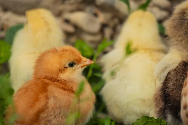 Kis Csibék Állnak Anyjuk Mellett Csirke Zöld Fűben — Stock Fotó