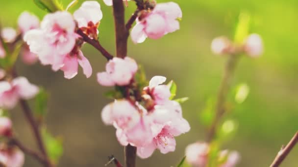 Aprikosenblüte Aus Nächster Nähe Frühling — Stockvideo