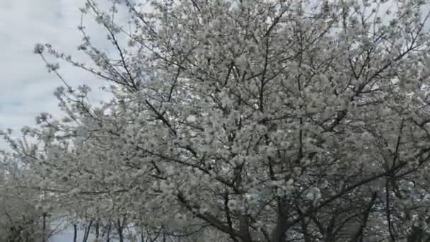 Квітуче Вишневе Дерево Небі — стокове відео