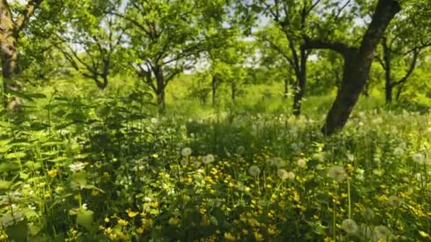 Трава Саду Крупним Планом Ширококутній Лінзі — стокове відео