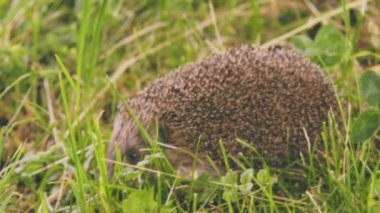 Kirpi çimenlerde yürüyor, yakın plan çekim.