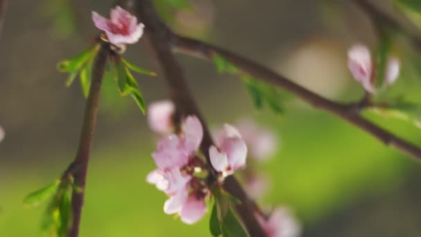 Apricot Tree Blossom Close Spring — Stock Video