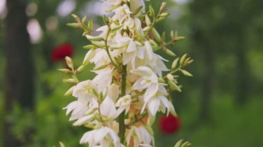 Yucca çiçekleri sebze bahçesinin arka planında.